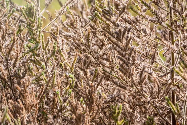 Gele Herfst Pluizige Veren Gras Met Zaden Gebogen Stengels Lichte — Stockfoto