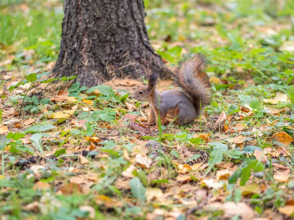 秋天的松鼠 在绿草上 黄叶飘落 — 图库照片
