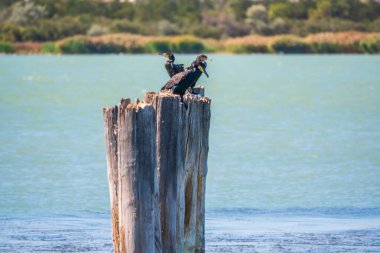 Eski bir deniz iskelesinde bir karabatak sürüsü oturuyor. Büyük karabatak, Phalacrocorax karbonhidrat, büyük siyah karabatak, ya da siyah sevişme olarak bilinir..