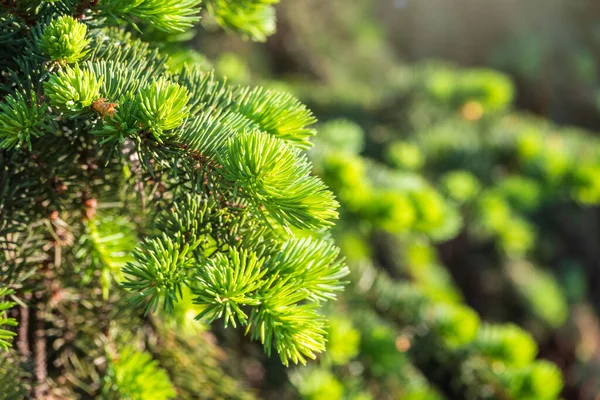 Gałęzie Jodłowe Świeżymi Pędami Wiosną Młode Zielone Pędy Świerku Wiosną — Zdjęcie stockowe