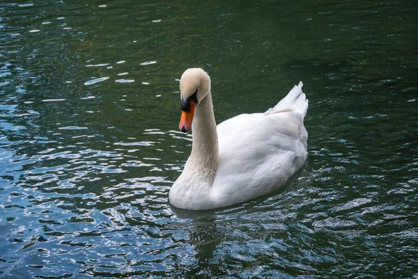 Graciös Vit Svan Som Simmar Sjö Med Mörkgrönt Vatten Den — Stockfoto