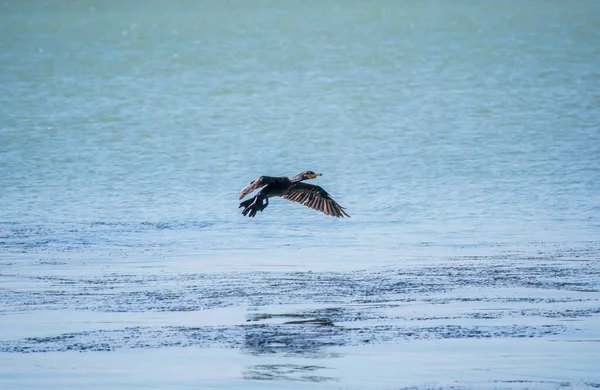Schwarzer Kormoran Fliegt Über Das Meer Der Große Kormoran Phalacrocorax — Stockfoto