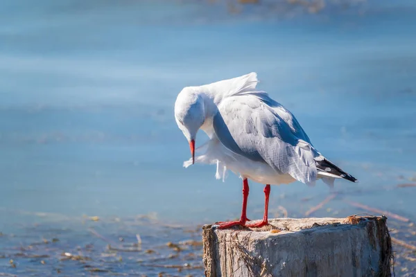 Uma Gaivota Senta Num Velho Cais Marítimo Gaivota Arenque Europeia — Fotografia de Stock