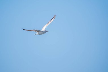Açık mavi gökyüzünde martı. Avrupa ringa martısı, Larus Argentatus, açık mavi gökyüzü arka planında uçuyor.,