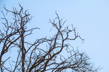 Sonbahar ya da kış ağaçlarının yapraksız dalları açık mavi gökyüzüne karşı. Kopyalama alanı olan doğal şablon.