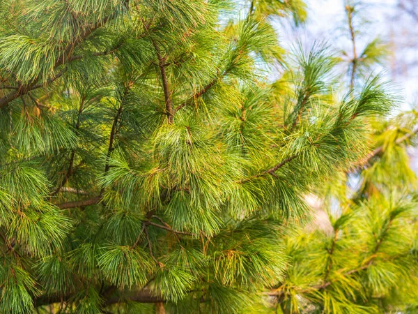 Шишки Цедра Довгими Пухнастими Голками Прекрасним Розмитим Фоном Pinus Sibirica — стокове фото