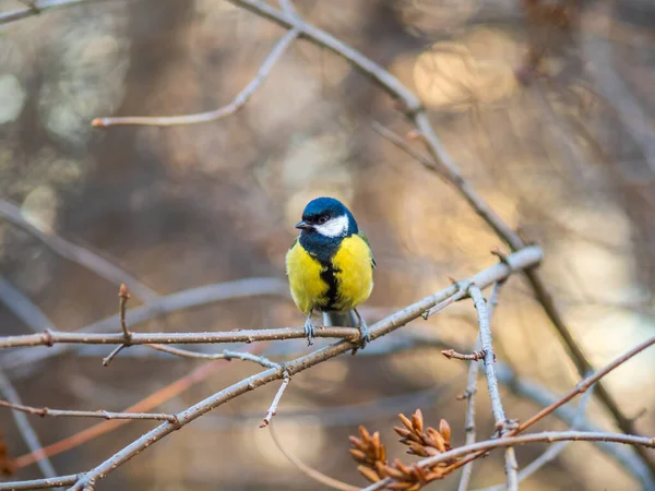 Putzige Vogel Kohlmeise Singvogel Sitzt Auf Einem Zweig Ohne Blätter — Stockfoto