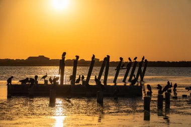 Deniz üzerinde güzel kırmızı ve turuncu gün batımı, güneş denizin üzerinde batar. Dramatik Günbatımı Gökyüzü. Bir karabatak sürüsü turuncu gün batımında eski bir rıhtımda oturuyor. Büyük karabatak, Phalacrocorax karbo