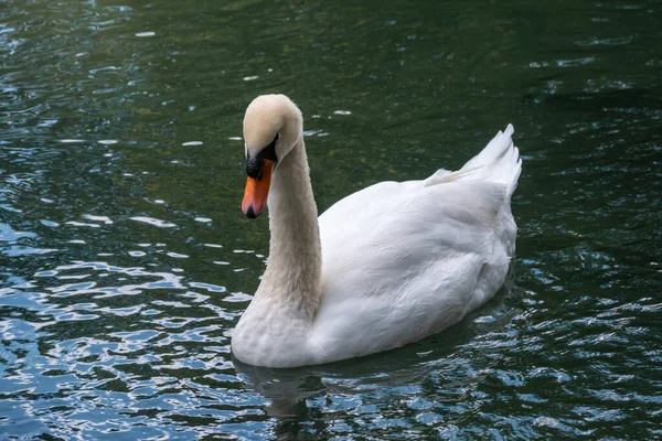 濃い緑色の水で湖を泳いで優雅な白い白鳥 白い白鳥が水面に映る ミュート スワンシグナス カラー — ストック写真