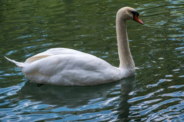 Grazioso Cigno Bianco Che Nuota Lago Con Acqua Verde Scuro — Foto Stock