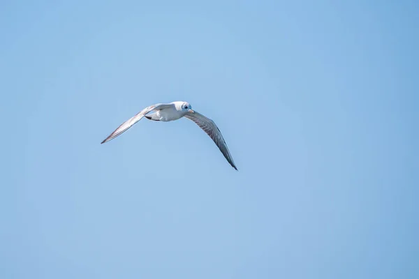 Tengeri Sirály Tiszta Kék Égen Európai Heringsirály Larus Argentatus Kék — Stock Fotó