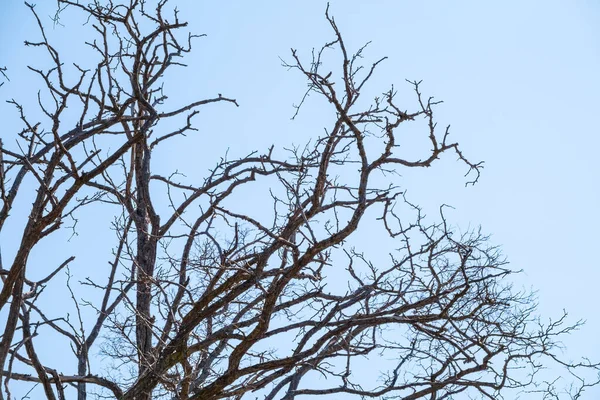 Ramos Árvore Outono Inverno Sem Folhas Contra Céu Azul Claro — Fotografia de Stock