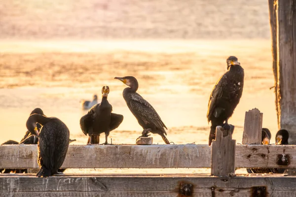 Una Bandada Cormoranes Sienta Antiguo Muelle Mar Con Luz Naranja — Foto de Stock