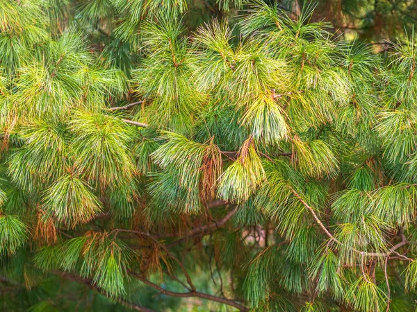 Шишки Цедра Довгими Пухнастими Голками Прекрасним Розмитим Фоном Pinus Sibirica — стокове фото