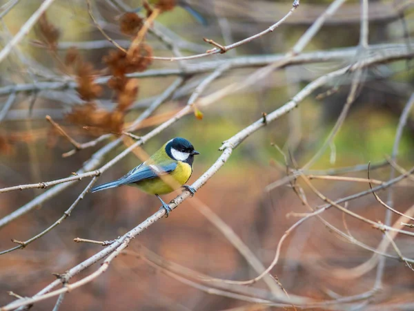 Cute Bird Great Tit Songbird Sitting Branch Leaves Autumn Winter — Stock fotografie