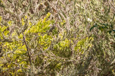 Kıvrımlı sapları hafif rüzgarda olan sarı sonbahar tüylü otlar. Seçici bir odak noktasıyla biraz bulanık. Merhaba sonbahar konsepti. Doğal arkaplan