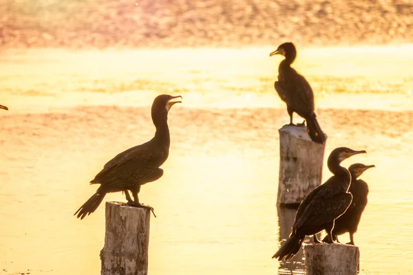 Una Bandada Cormoranes Sienta Antiguo Muelle Mar Con Luz Naranja — Foto de Stock