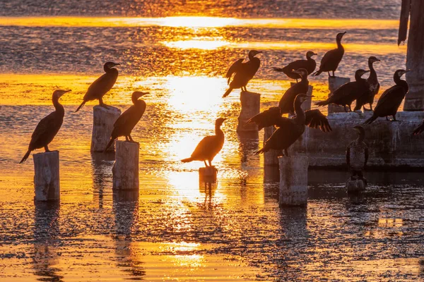 Una Bandada Cormoranes Sienta Antiguo Muelle Mar Con Luz Naranja — Foto de Stock