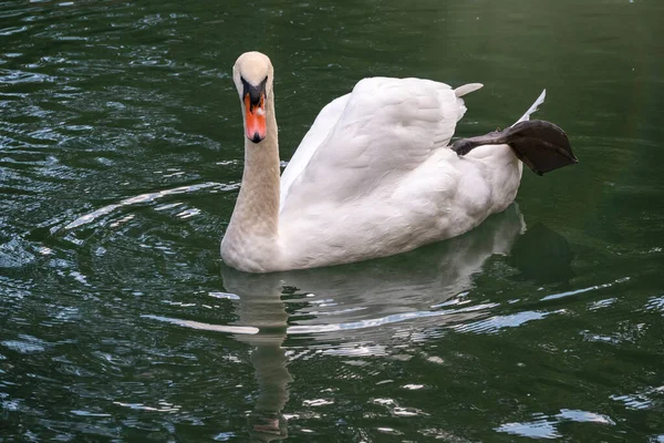 一只优雅的白天鹅在深绿色的湖面上游泳 白天鹅在水里反射出来 沉默的天鹅 天鹅绒色 — 图库照片