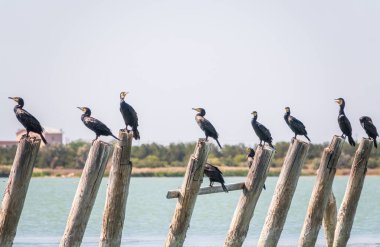 Eski bir deniz iskelesinde bir karabatak sürüsü oturuyor. Büyük karabatak, Phalacrocorax karbonhidrat, büyük siyah karabatak, ya da siyah sevişme olarak bilinir..