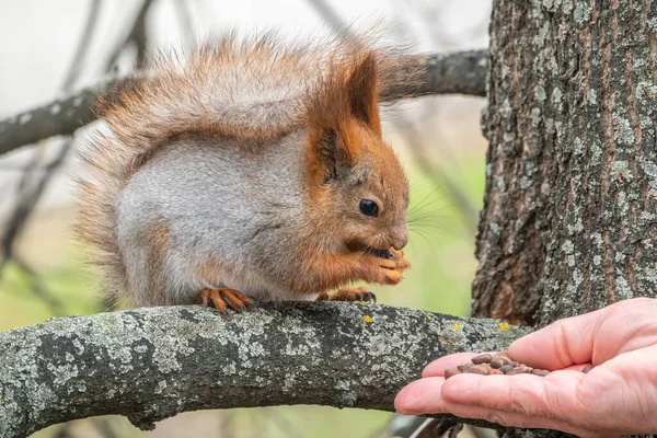 Squirrel Spring Autumn Eats Nuts Human Hand Eurasian Red Squirrel — Stock Photo, Image