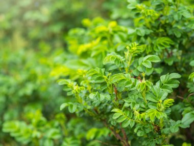 Gün batımında taze yaprakları olan yeşil çalılar. Arkaplan ilkbahar resmi.