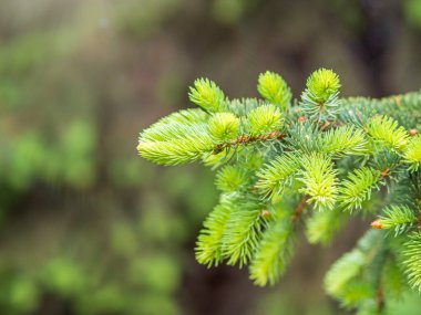 Baharda filizlenmiş fidan dalları. Baharda genç yeşil ladin filizleri. Yeşil arka planda ladin dalları. Bahar ormanlarında dalda yetişen köknar ağacı filizleri.