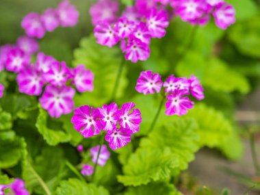 Japon çuha çiçekleri, Primula kuşatması, Asyalı primrose ve Cortusoides primula olarak da bilinir. Bir diğer bilimsel isim de Primula Patens..