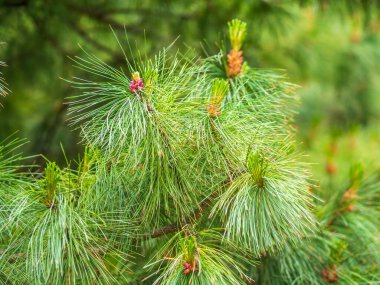 Sedir dalları ve güzel bulanık bir arka planı olan uzun tüylü iğneler. Pinus sibirica ya da Sibirya çamı. Taze filizleri ve uzun ve ince iğneleri olan çam dalları..
