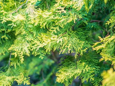 İlkbaharda Thuja dalları. Gün batımında taze thuja dalları. Bahar arkaplanı.
