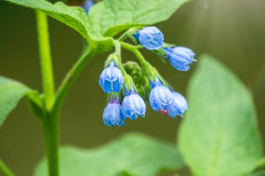 Symphytum Kafkasyumu 'nun güzel mavi çiçekleri. Bahar parkında açan beinwell, blue comfrey veya Kafkas papağanı olarak da bilinir.