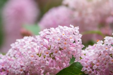 Baharda pembe çiçek açan leylak çiçekleri. Bahar leylak çiçekli dallar
