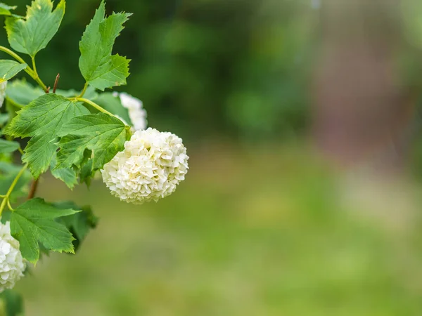 Пишні Білі Квіти Рожевого Вітру Білі Квіти Розмитим Тлом — стокове фото