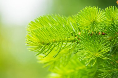 Baharda filizlenmiş fidan dalları. Baharda genç yeşil ladin filizleri. Yeşil arka planda ladin dalları. Bahar ormanlarında dalda yetişen köknar ağacı filizleri.