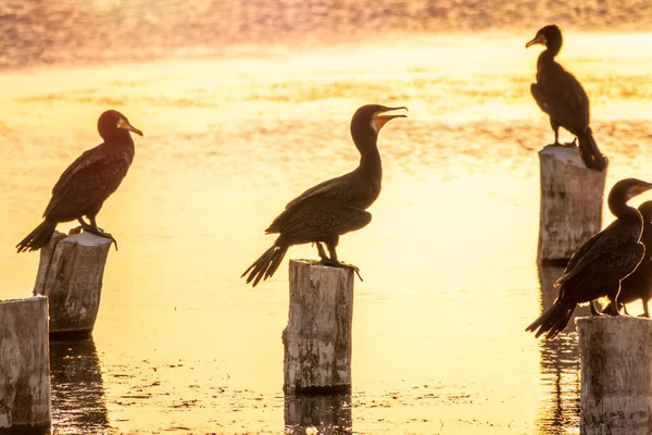 Ein Schwarm Kormorane Sitzt Auf Einer Alten Seebrücke Orangefarbenen Sonnenuntergang — Stockfoto