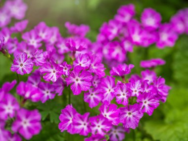 Japon çuha çiçekleri, Primula kuşatması, Asyalı primrose ve Cortusoides primula olarak da bilinir. Bir diğer bilimsel isim de Primula Patens..