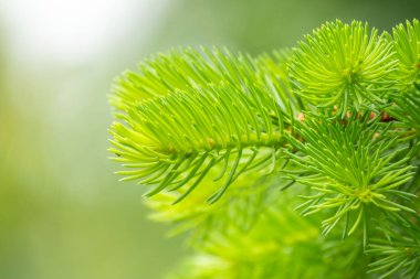 Baharda filizlenmiş fidan dalları. Baharda genç yeşil ladin filizleri. Yeşil arka planda ladin dalları. Bahar ormanlarında dalda yetişen köknar ağacı filizleri.
