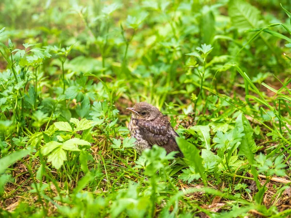 Turdus Pilaris adında bir tarla civcivi yuvayı terk etti ve baharda çimlere oturdu. Sahada yaşayan bir civciv yerde oturur ve ebeveynlerinden yiyecek bekler. Bahar Ormanından vahşi yaşam sahnesi.