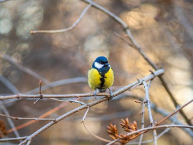 Cute bird Great tit, songbird sitting on a branch without leaves in the autumn or winter. Parus major