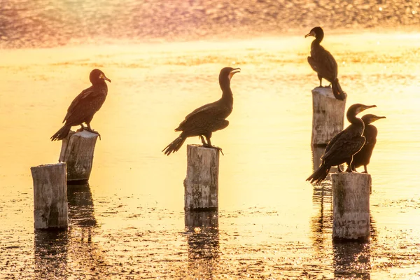 Ein Schwarm Kormorane Sitzt Auf Einer Alten Seebrücke Orangefarbenen Sonnenuntergang — Stockfoto