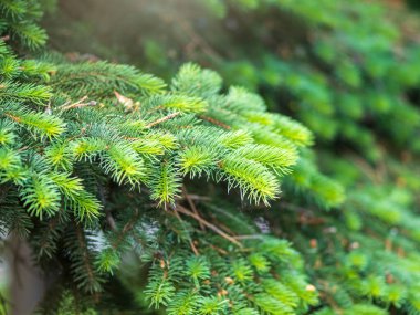 Baharda filizlenmiş fidan dalları. Baharda genç yeşil ladin filizleri. Yeşil arka planda ladin dalları. Bahar ormanlarında dalda yetişen köknar ağacı filizleri.