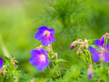 Geranium wallichianum mavi ve mor çiçekleri. Yaz ya da bahar çiçeği arka planı.