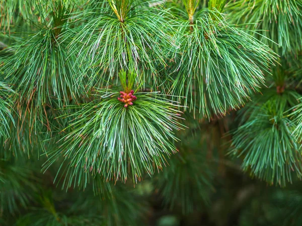 Cédruságak Hosszú Bolyhos Tűkkel Gyönyörű Homályos Háttérrel Pinus Sibirica Vagy — Stock Fotó