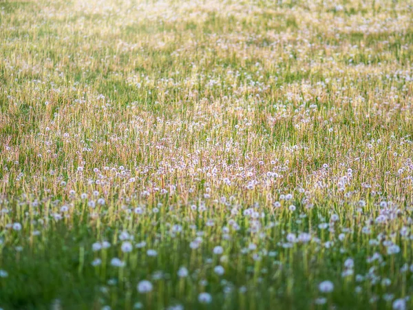 Pole Białymi Kwiatami Mniszka Lekarskiego Łąka Białych Dmuchawców Letnie Pole — Zdjęcie stockowe