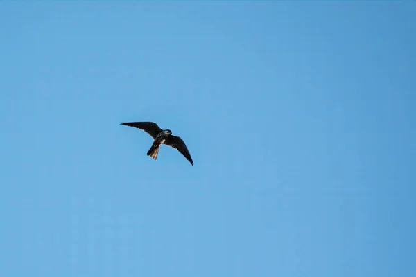 Predátorský Pták Eurasian Hobby Nebo Falco Subbuteo Létá Modré Obloze — Stock fotografie