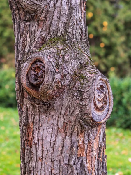 Textuur Van Schors Van Een Oude Appelboom Gedetailleerde Schors Textuur — Stockfoto