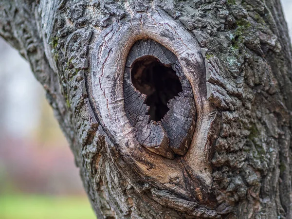 Oude Schors Textuur Met Een Holle Boom Schors Textuur Natuurlijke — Stockfoto