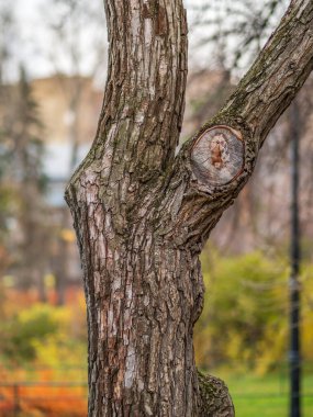 Yaşlı bir elma ağacının kabuğunun dokusu. Detaylı ağaç kabuğu dokusu. Doğal arkaplan