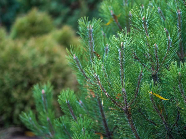 Jeunes Pins Verts Coucher Soleil Avec Fond Bleu Forêt Conifères — Photo