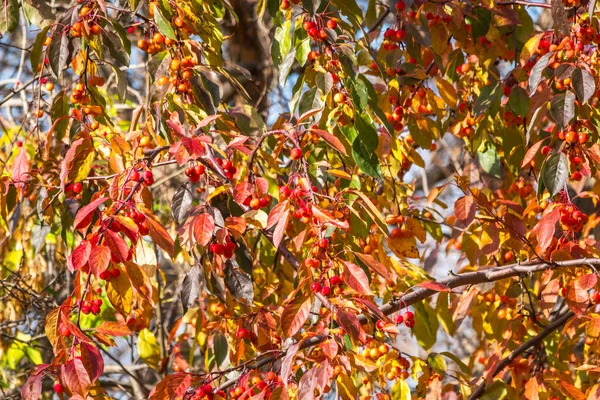 秋に赤いリンゴと黄色の葉を持つリンゴの木の枝 リンゴの木の鮮やかな黄色とオレンジ色の紅葉 — ストック写真